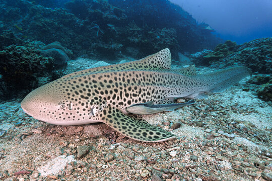 Underwater photo of Leopard shark or zebra shark at coral reef. From a scuba dive in the Andaman sea in Thailand.