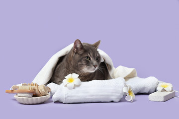 Cute grey cat with towels lying near bowl with massage brushes, pumice and flowers on purple...