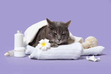 Cute grey cat with towels, herbal bag, cosmetic products and flowers on purple background