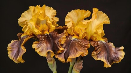 Attractive bearded iris in yellow and brown