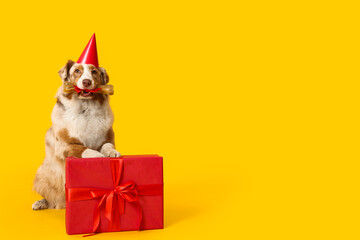 Cute Australian Shepherd dog in party hat with bone treat and gift box celebrating Birthday on yellow background