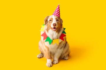 Cute Australian Shepherd dog in party hat and garland celebrating Birthday on yellow background