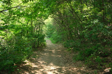 화창한 봄과 여름 사이에 울창한 나무숲 사이로 보이는 걷기 좋은 산책길 숲길 오솔길