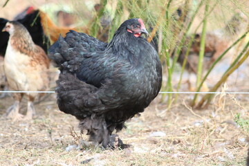 Black cochin hen on farm