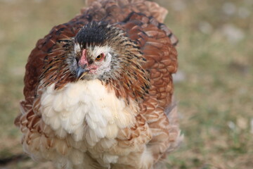 a farm hen named Hawk
