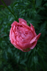pink peony with water droplets
