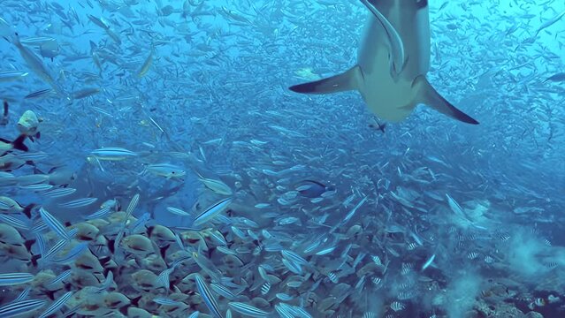 Calm underwater slow motion scene of a lone white-tip shark gliding past dense schools of fish in the blue waters off Cocos Island.