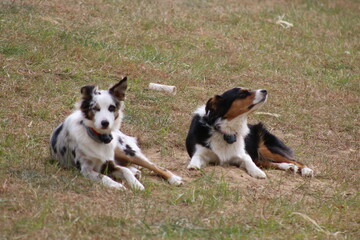 Fototapeta premium two australian shepherd border collie dogs relaxing and sniffing the breeze