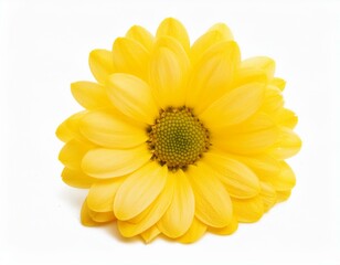 beautiful yellow daisy flower isolated