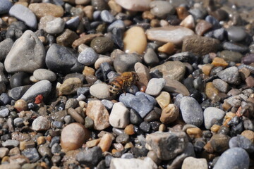 A bee on the beach