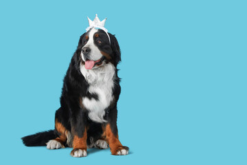 Cute Bernese mountain dog in party crown sitting on blue background
