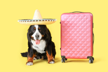 Cute Bernese mountain dog in sombrero hat with suitcase on yellow background