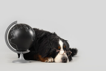 Cute Bernese mountain dog in eyeglasses with globe on grey background
