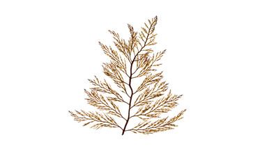 Branchy brown algae frond isolated transparent png.