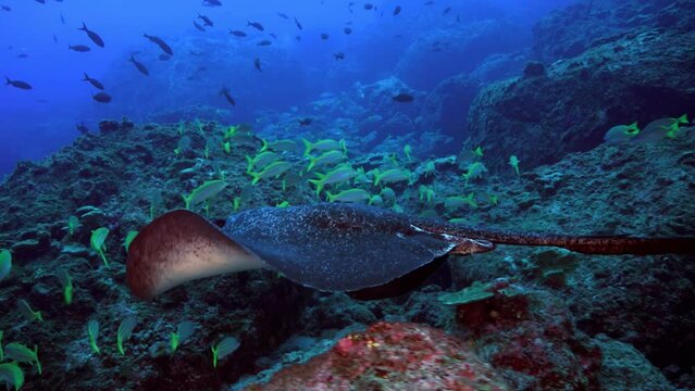 Marbled ray (Taeniura meyeni) gliding through a school of fish near a coral reef at Cocos Island.  image shows  ray's fluid motion and  dynamic underwater environment.