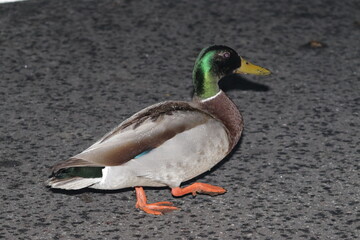 duck on the water
