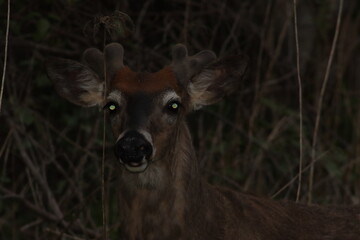 white deer