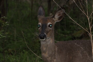 white deer