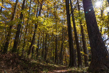 日本の風景　長野県白馬村　紅葉の木流川散策路