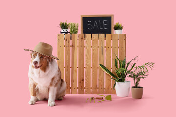 Cute Australian Shepherd dog with houseplants and gardening tools on pink background
