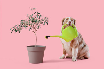 Cute Australian Shepherd dog with watering can and houseplant on pink background