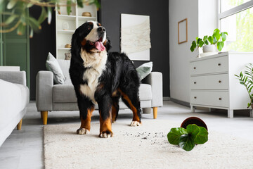 Bernese mountain dog near overturned houseplant at home