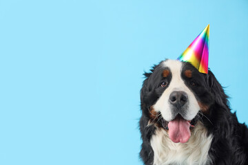 Cute Bernese mountain dog in party hat on blue background. Birthday celebration