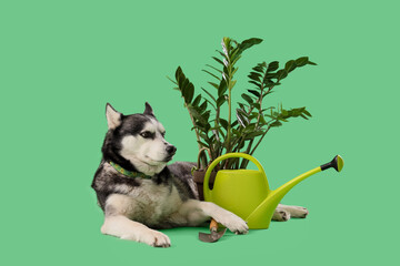 Cute husky dog with houseplant, gardening shovel and watering can on green background