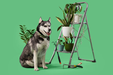 Cute husky dog with houseplants and gardening tools on green background