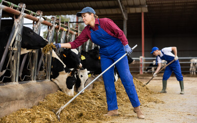 Focused European female farmer in overalls arranging hay and feeding cows while working on...