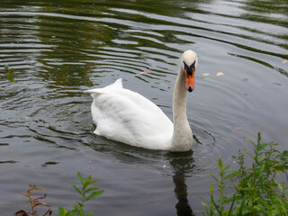 The swan wags its tail