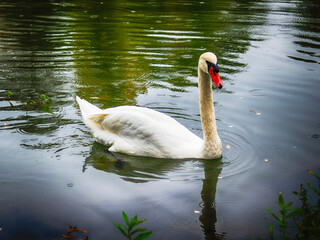 Fototapeta premium Playful swan swims