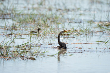 The stupid bird dives into the water to catch fish for food