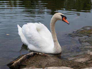 Naklejka premium The swan asks by the shore