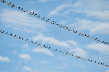 birds
