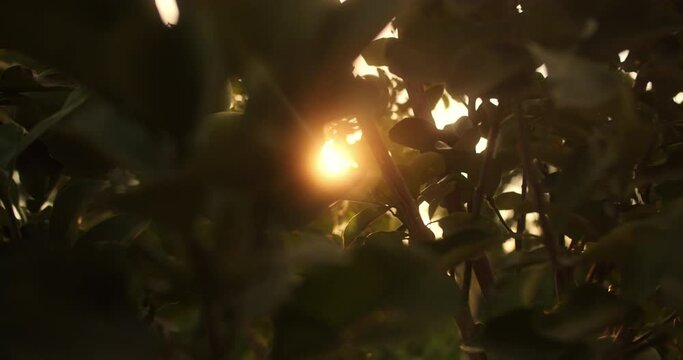 Pomelo fruit, Looking up at the sun through dense citrus trees with ripe fruit. Citrus pomelo fruit ripening on tree close up, green fruit. 4K