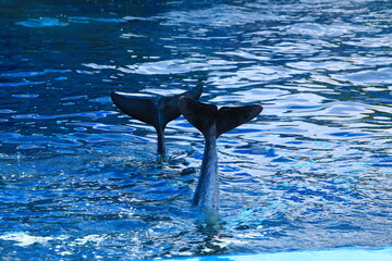 A dolphin show off their tails together.
Oasis Seaworld, at Laem Singh beach, Chantaburi