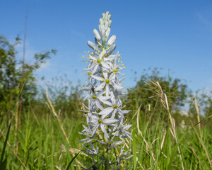 Camassia scilloides (Wild Hyacinth) Native North American Prairie Spring Wildflower