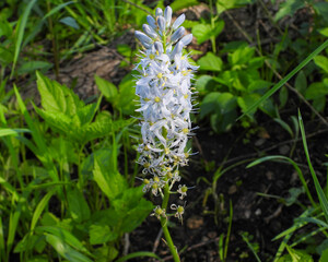 Camassia scilloides (Wild Hyacinth) Native North American Prairie Spring Wildflower