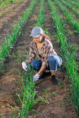 Young woman farmer harvesting onions from beds in field