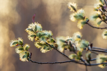 Blooming pussy willow branches in orange sunset light.