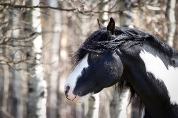 Portrait of wild black and white mustang stallion in the forest.