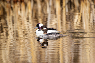 Pair of Bufflehead ducks swimming in the pond in mating season.