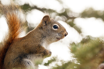 Portrait of American red squirrel sitting on the spruce tree.
