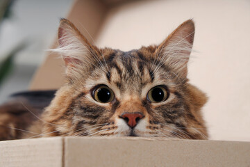Cute cat lying in cardboard box at home, closeup