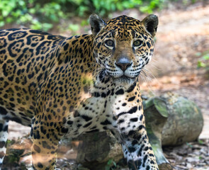 South African female jaguar walking in her exhibit at a zoo in Alabama.