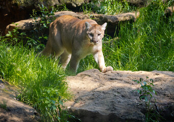 Cougar walking over some rocks at a zoo in Alabama.