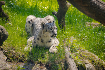 Snow Leopard from the highlands of Central Asia living in a zoo in Alabama.