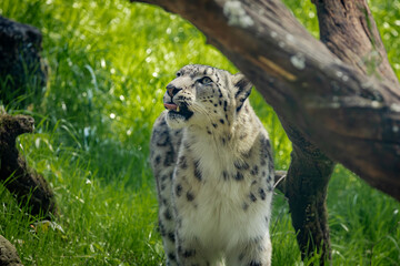 Snow Leopard from the highlands of Central Asia living in a zoo in Alabama.