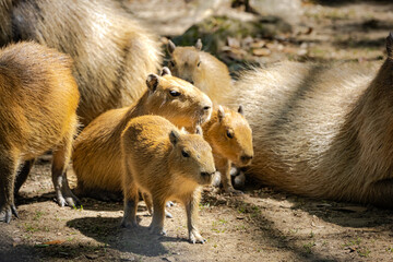 South American Capybara family swimming and resting at the zoo.